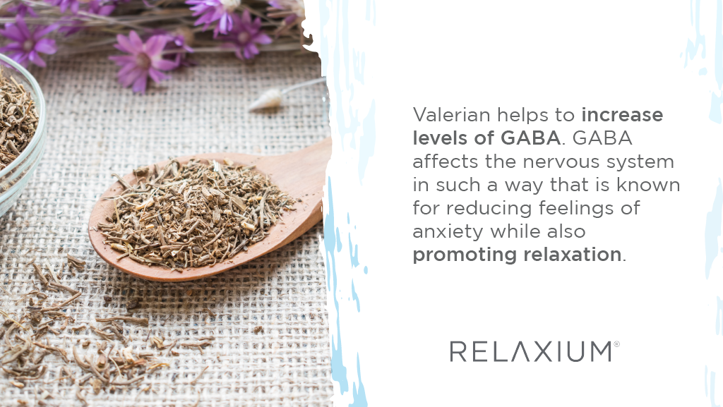 valerian increases levels of GABA